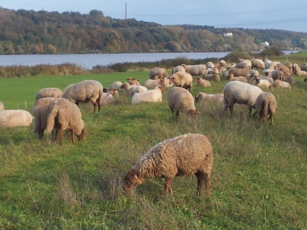 Elbe-Ferien 2 Apartman Tespe Szoba fotó